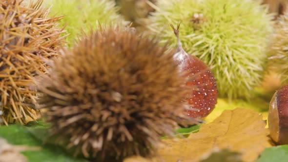 Close up rotation Chestnut hedgehog revealing raw fruit with droplets - organic food alt