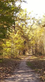 Vertical Video Trees in the Autumn Forest in the Afternoon alt