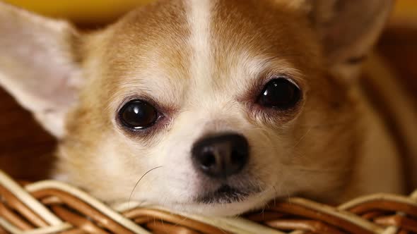 Chihuahua Dog Sits in a Basket on a Yellow Background