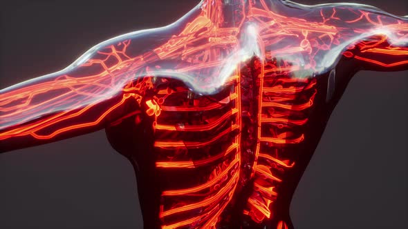 Analysis of Human Anatomy Scan Showing Blood Circulation alt