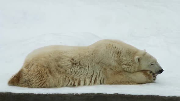 Polar Bear Lying in the Snow
