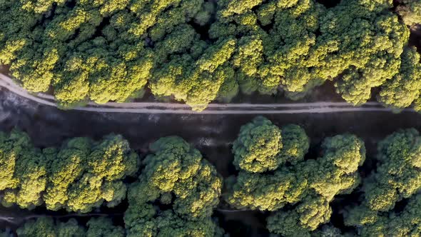Sunset over rich green forest in Portugal