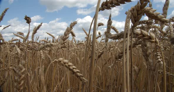 Ripe Ears Of Wheat On The Field At Sunset alt