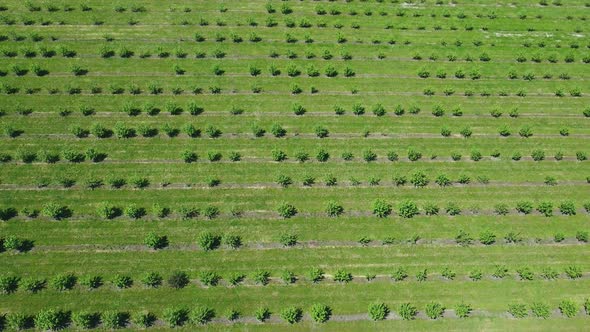 Apple Orchard View From a Height Trees Planted in Straight Rows