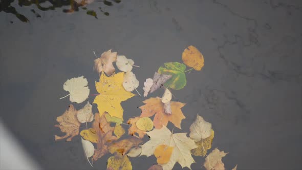 Maple and Oak Leaves Float in Water That Reflects the Sky and Trees. Leafes in Muddy Water. Dry