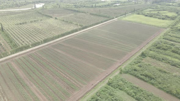 Aerial drone view flight over different agricultural fields sown in Samegrelo, Georgia alt