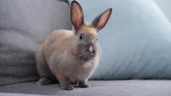 Cute Domestic Rabbit Sits on the Sofa and Moves His Nose Looks at the Camera