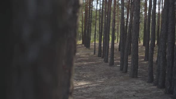 Attractive Young Woman in Beautiful Long Black and Red Dress Walking Slowly Under the Trees alt