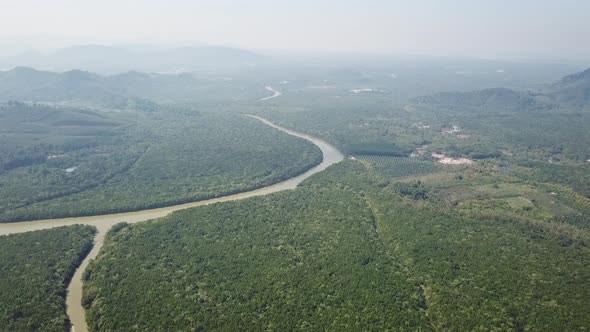 Aerial Top View on Mangrove Forest Thailand alt