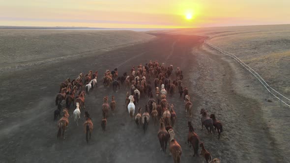 Wild Horses Running. Herd of Horses, Mustangs Running on Steppes To River.  Hdr Slow Motion alt