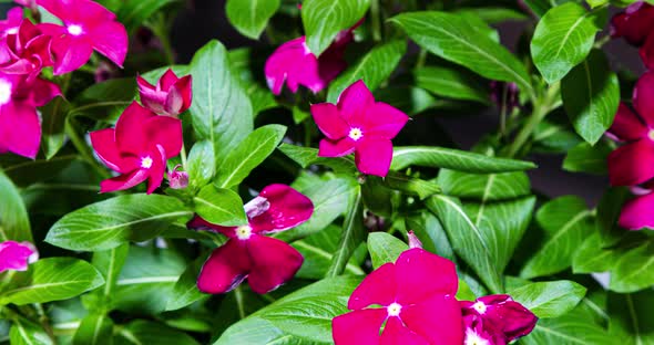 Time lapse of a blooming red phlox flower bush