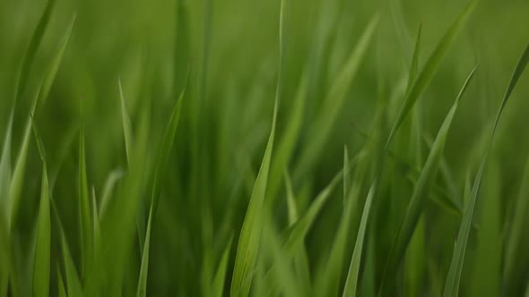 green grass close up. young green wheat grass. the camera moves through the green grass in slow 