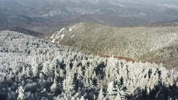 Winter Forest Nature Snow and Frost Covered Conifers Alpine Landscape alt