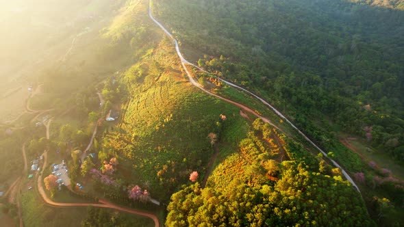 Wild Himalayan Cherry Blossom (Prunus cerasoides) bloom on the hill alt