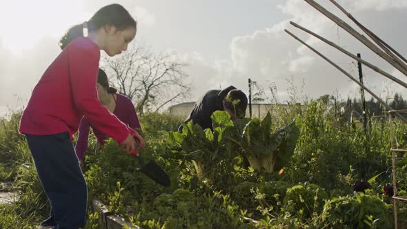 young girl picking an organic lettuce on a small vegetable garden alt