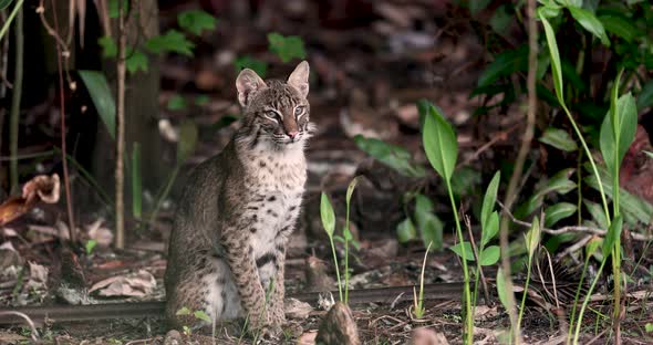 A Bobcat in Southern Florida alt