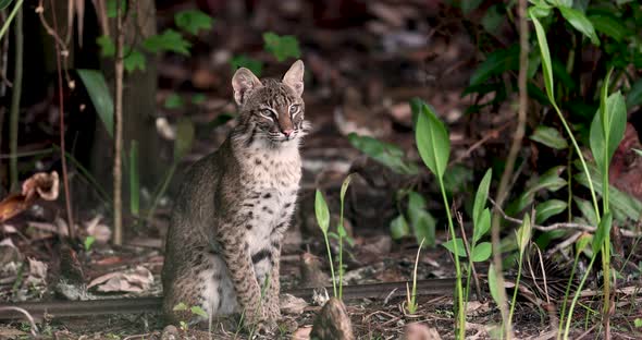 A Bobcat in Southern Florida
