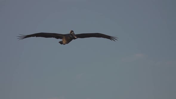 Pelican in Flight Against Sky