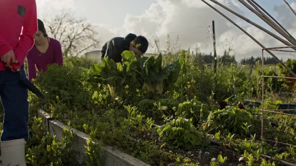 young girl picking an organic lettuce on a small vegetable garden alt