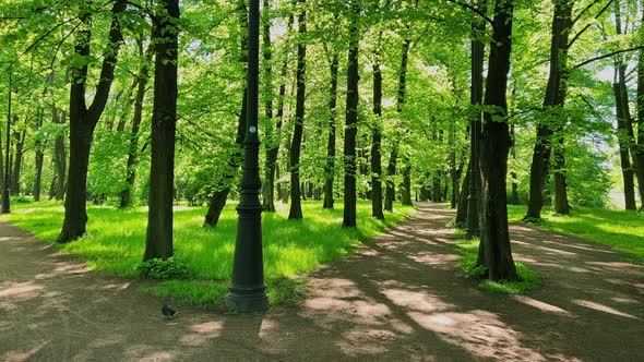 Empty Green Summer Park Black Tree Trunks Shadows and Sunspots alt