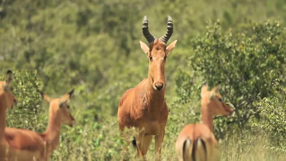 Male hartebeest looking around near many females, In the Kenyan bush, Africa alt
