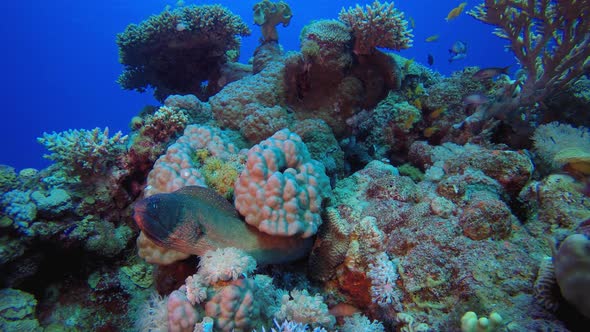 Yellow-mouth Moray Eel alt