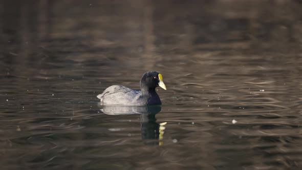 Fulica Leucoptera bird diving underwater and hunting fish in lake,close up alt
