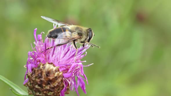 Close-up of a bee perched on a freshly bloomed thistle flower