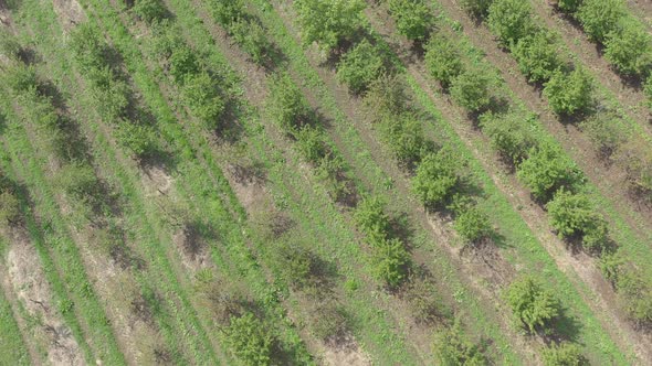 Young cherry tree orchard from above 4K aerial video