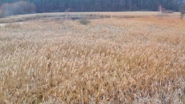 Sunset And Reeds alt