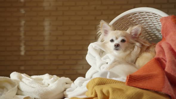 little lap dog messy playing fold cloths basket on wooden laundry table home concept background alt