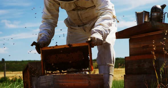 Beekeeper harvesting honey alt