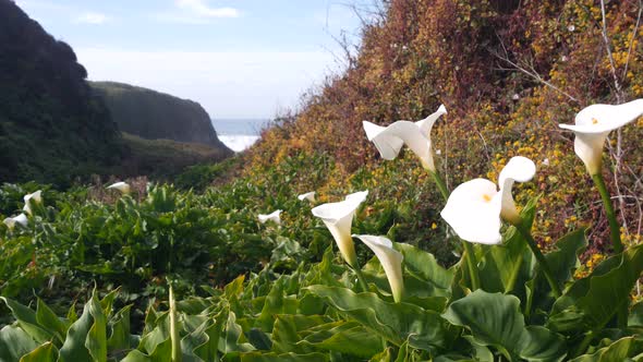 Calla Lily Valley Garrapata Beach Big Sur White Flower California Ocean Coast alt