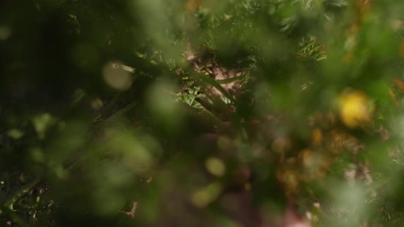 Man Hand Pulls Carrot From Garden Bed alt