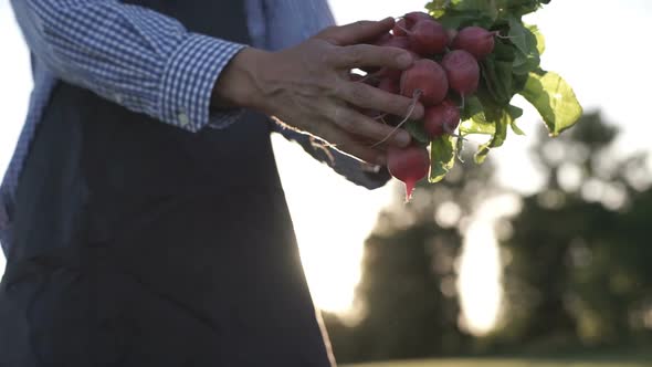 Organic Vegetables. Farmer Hands With Freshly Harvested Vegetables