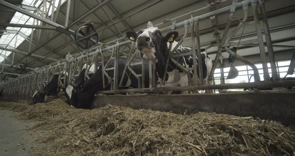 Cows are Eating Fodder in the Cowhouse