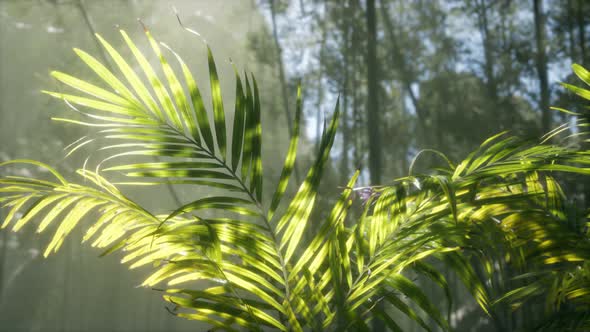 Bright Light Shining Through the Humid Misty Fog and Jungle Leaves alt