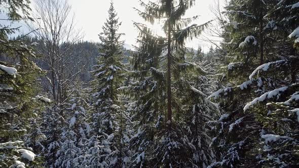 Snowy Pine Forest Penetrated By the Rays of Morning Sun alt