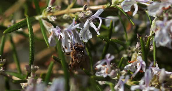 |European Honey Bee, apis mellifera, Bee foraging a Rosemary Flower, Pollination Act, Normandy alt