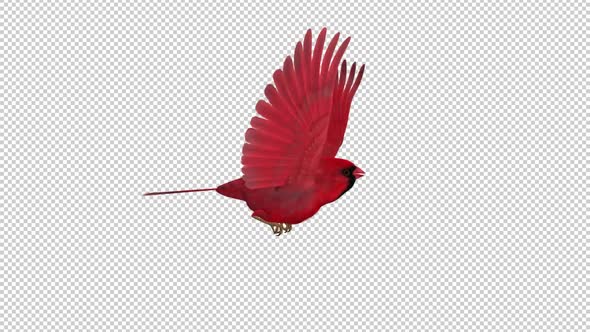 American Cardinal - Red Bird - Flying Loop - Side View CU - Alpha Channel