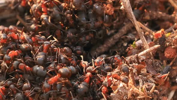 Red Forest Ants (Formica Rufa) On A Fallen Old Tree Trunk alt