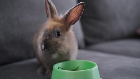 Rabbit Eating Food From a Bowl