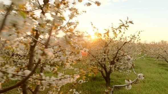 Apricot Trees Blossom in Boundless Local Orchard with Grass