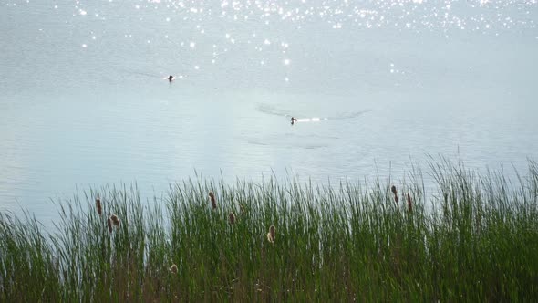 Ducks Swim In The River alt