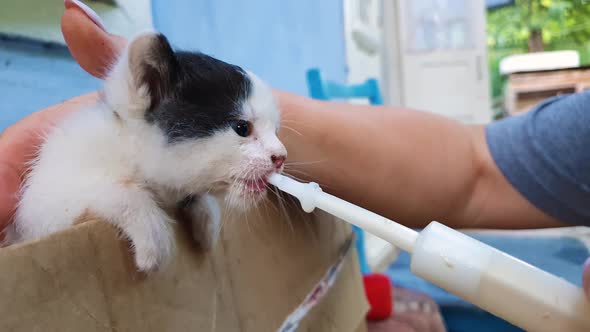 Feeding a homeless kitten using a special syringe tool for pumping milk
