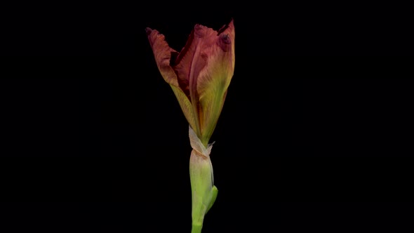 Timelapse of Growing Iris Flower
