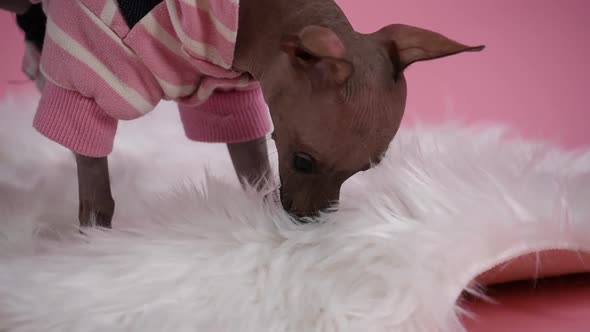 Xoloitzcuintle in a Jumpsuit Stands on a White Fur Blanket in the Studio on a Pink Background alt