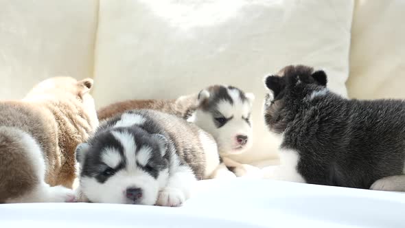 Cute Siberian Husky Puppies Lying On White Bed Under Sunlight alt