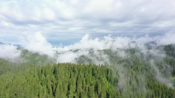 Clouds and Woods