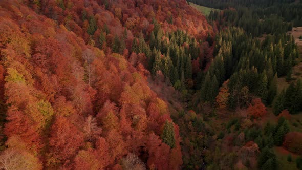 Flying Over Colorful Autumn Mountain Forest Valley at Sunrise
